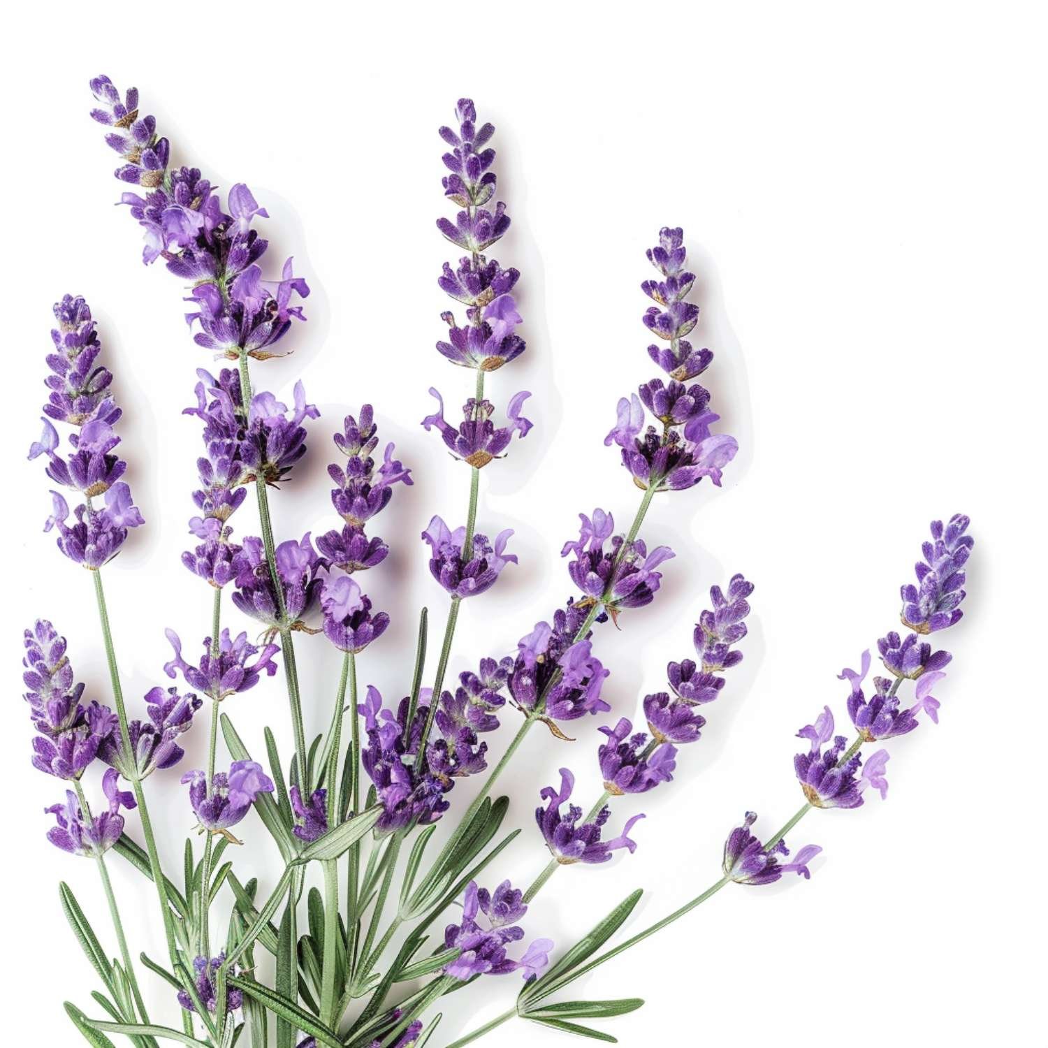 doTERRA Levendula 15 ml