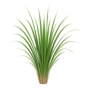 vetiver