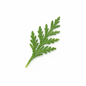 vörös cédrus
