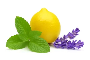 menta citrom levendula