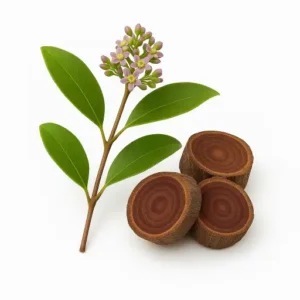 Santalum paniculatum