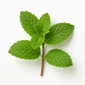 japán menta